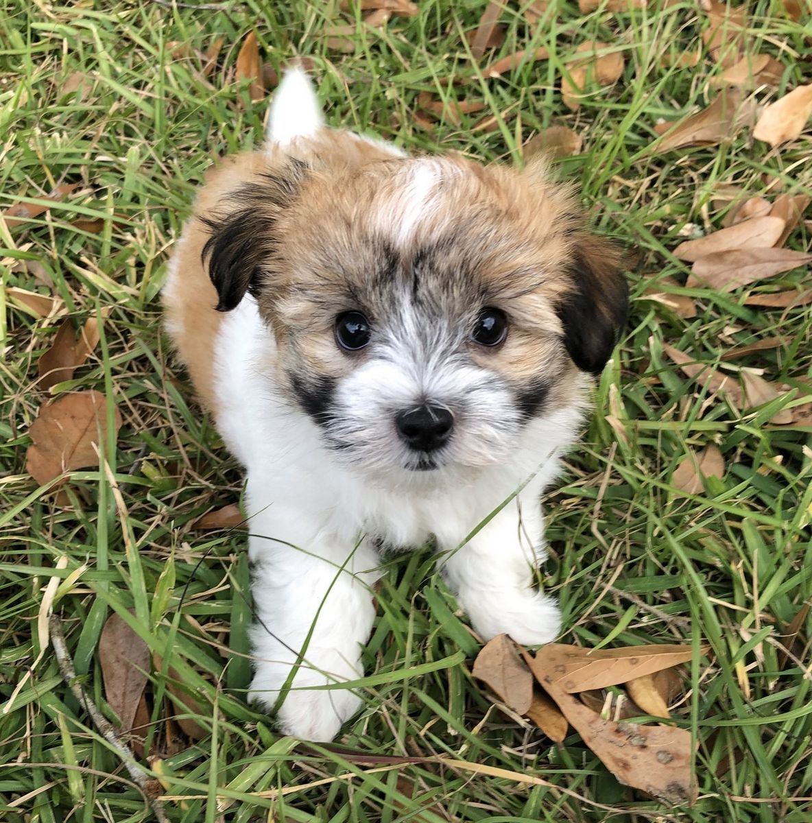 Havanese with red and white party coat coloring