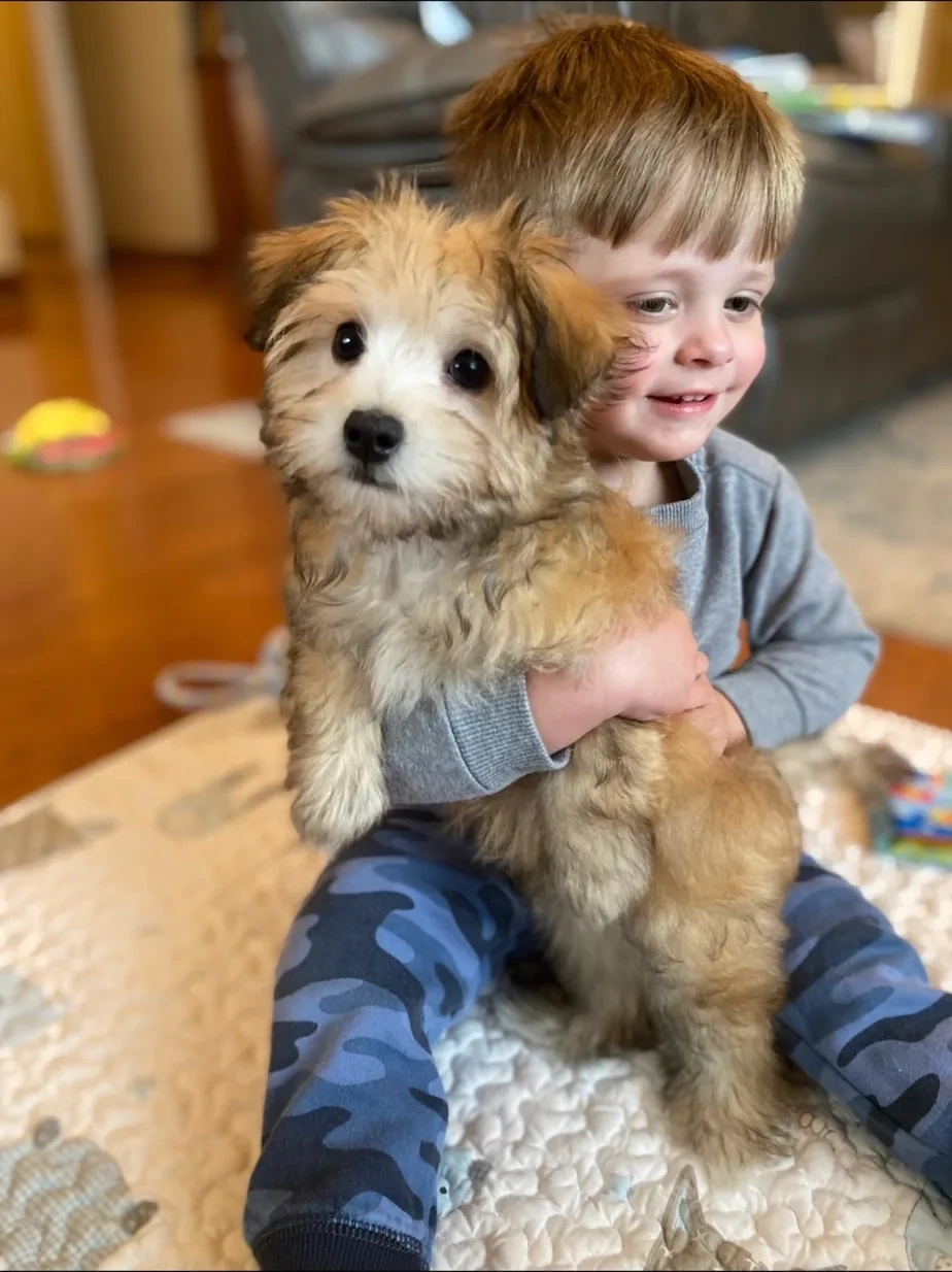 A child holding a fluffy red-and-white Havanese puppy