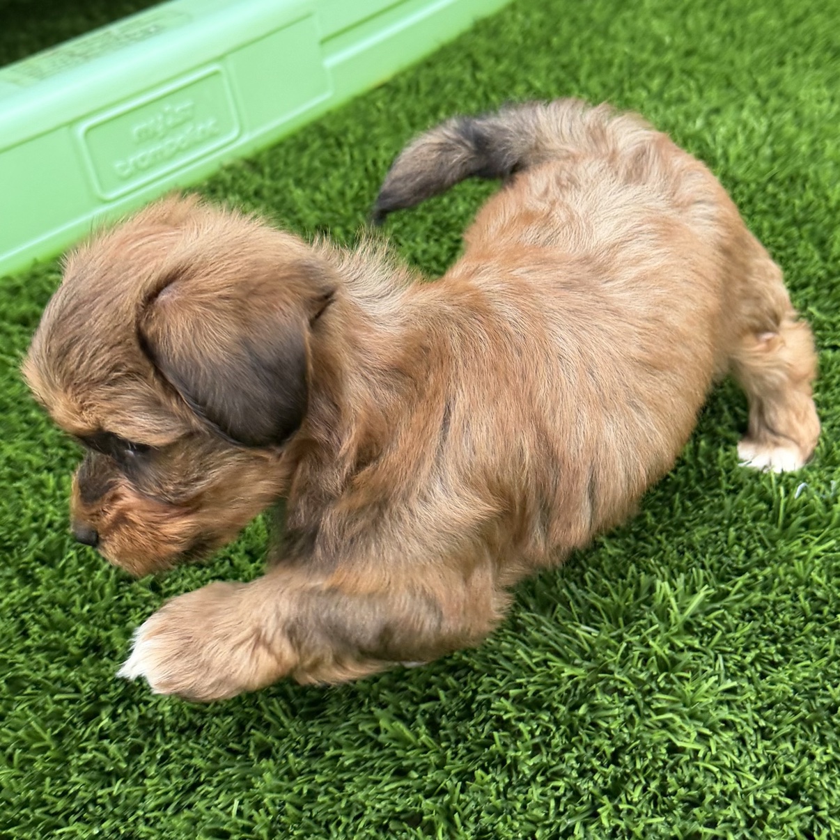 Side view of Blaze walking on the grass