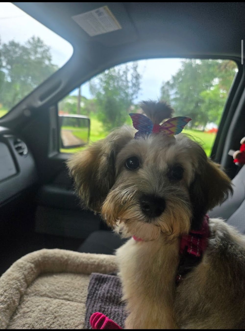 Dog photo shared with Laura Duhon’s Google review