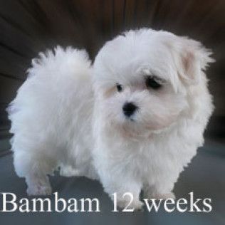 Bambam from the Southern Silks gallery