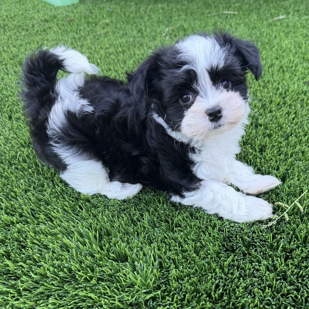Benny sitting outdoors and looking toward the camera