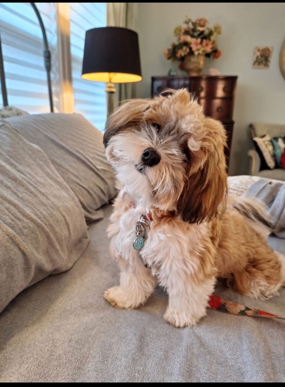 Dog photo shared with Karen Rogosky’s Google review