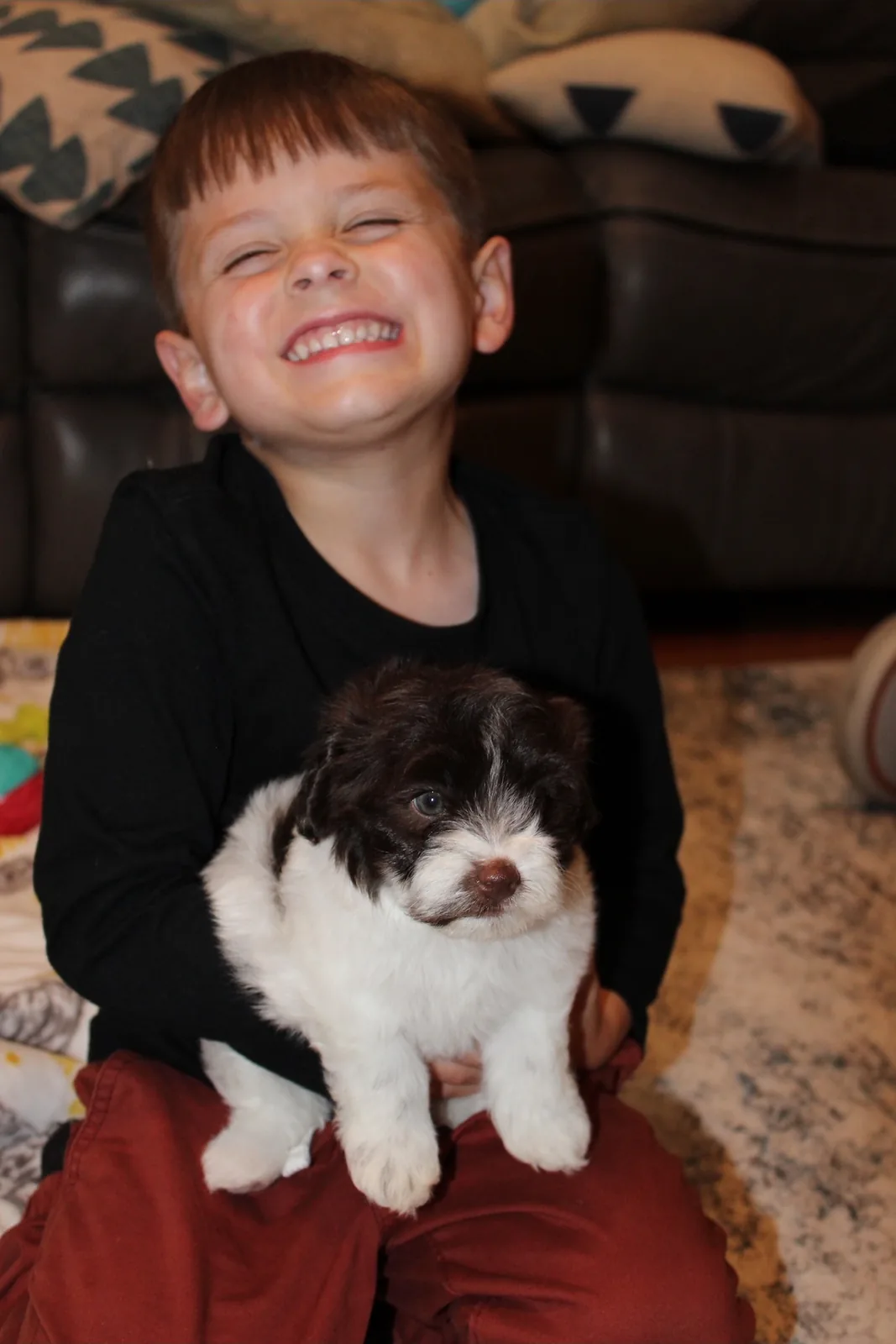 A beaming child holding a chocolate-and-white Havanese puppy