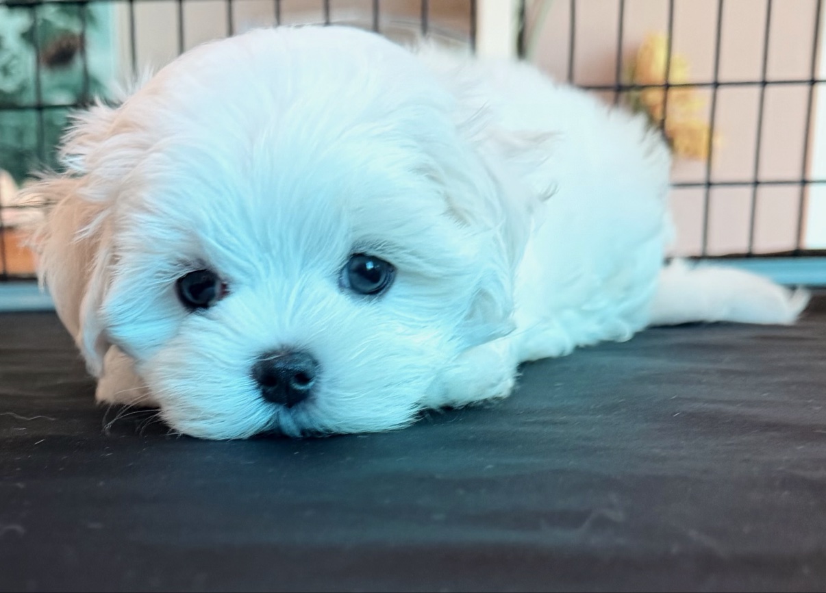 Daisy resting with her chin down, looking at the camera