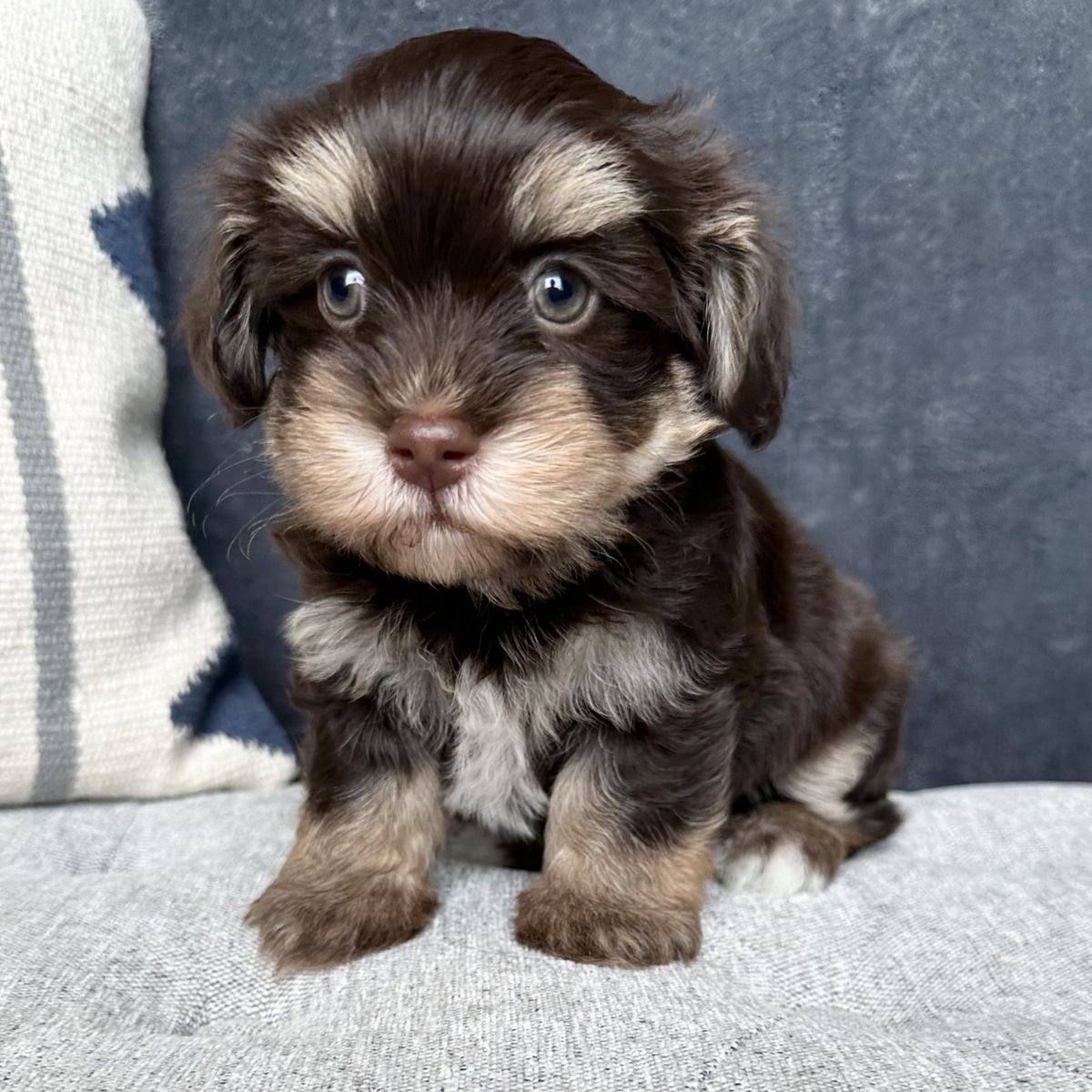 Havanese with chocolate/tan points coat coloring
