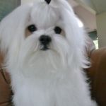 Louie from the Southern Silks Maltese Doll Collection