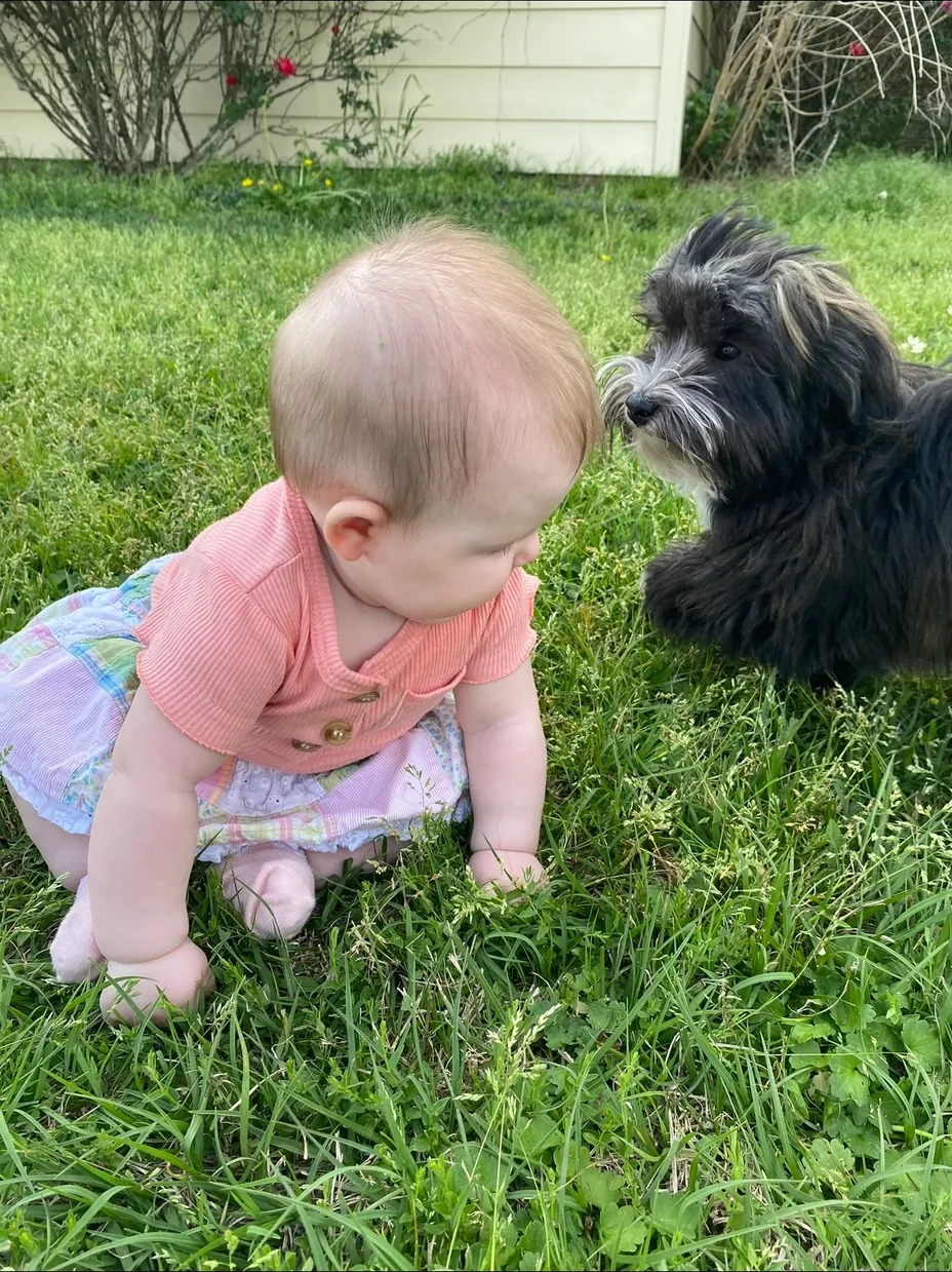 A baby meeting a black Havanese puppy on the lawn