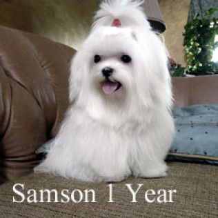 Samson from the Southern Silks gallery